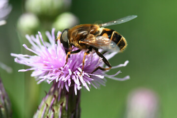 Close-up of a hoverfly sits on a lilac burdock flower on a bright sunny day. Selective focus.