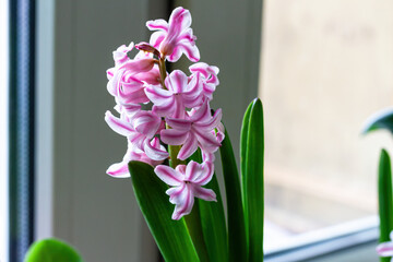 Fragrant flower of pink and white hyacinth on the window. Close-up, selective focus.