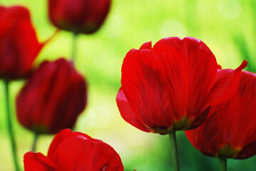 Red tulips in fresh green bed.