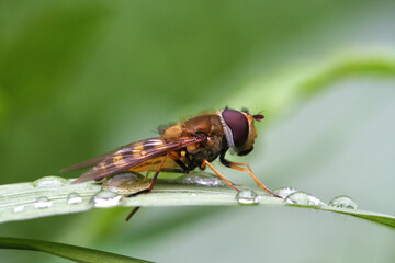Fly Hoverfly sits on a tarvin covered with dew drops. Close-up. Selective focus.