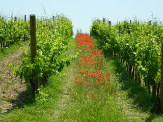 vineyard in region  Тоскана