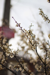 spring flowers on the tree.
