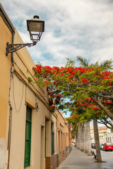 A street in a small exotic town with street lamps and tropical plants