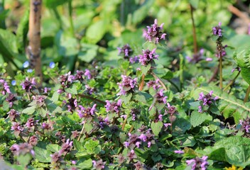 Pink Lamium purpureum flowers in a meadow in spring