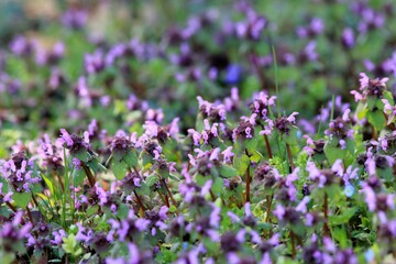 Pink Lamium purpureum flowers in a meadow in spring