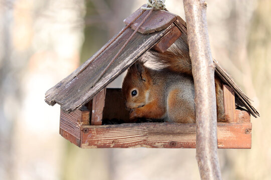 Red squirrel nibbles seeds sitting in a bird feeder in a spring park