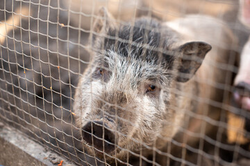 Obraz premium Someone taking care of domestic pig on farm and feeding her