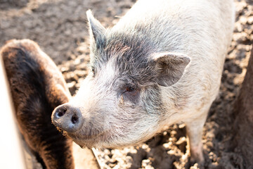 Someone taking care of domestic pig on farm and feeding her