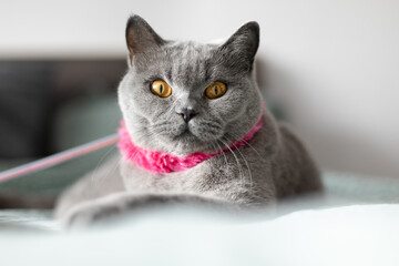 British shorthair cat in home