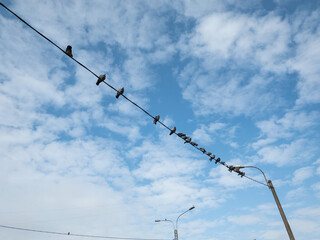 pigeons have flown and sit on electrical wires