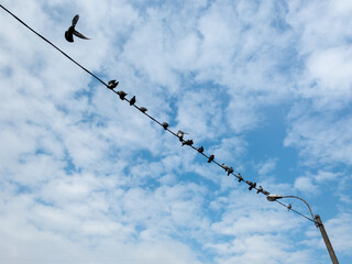 pigeons have flown and sit on electrical wires
