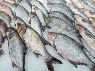 Fresh trout lies on the ice