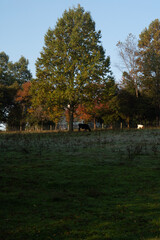 Obraz premium autumn in the park