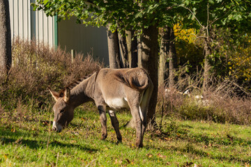 donkey in the field