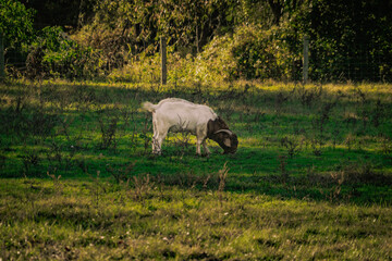 Obraz na płótnie Canvas sheep grazing in a field