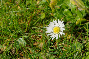 common daisy flower in the grass	