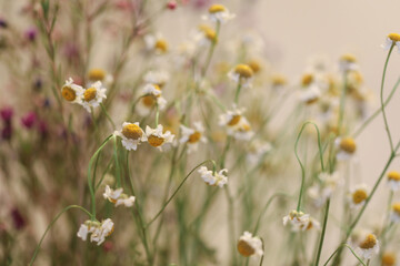 Small flowers on grey background