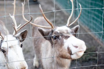Deer at the zoo. Animal rights.