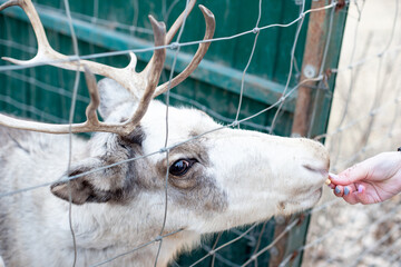 Deer behind bars. Feeding two deer at the zoo.