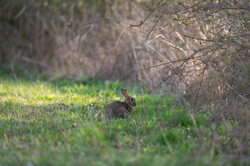 Obraz na płótnie Canvas A rabbit is sitting near by a hedge