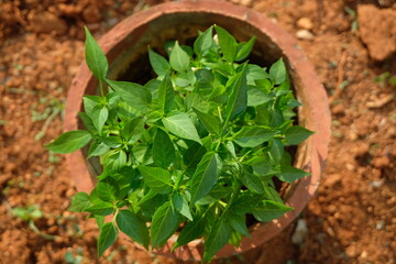 Top view of Chili seedling in a pot.