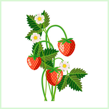 Strawberries with flowers and leaves pattern.
