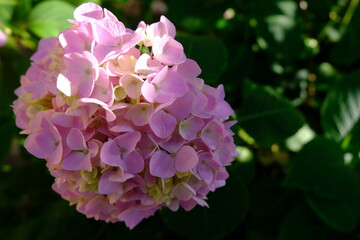 Pink hydrangea flowers with partial sun light