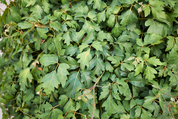 Cissus rhombifolia 