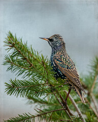 Starling