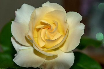 Buttercream colored rose