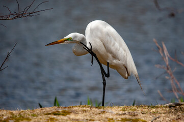 Great White Egret scratching