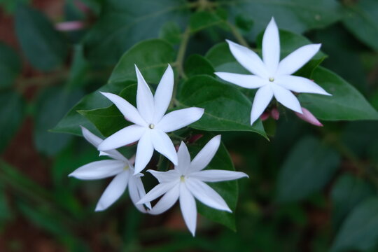 White star jasmine flower in full bloom