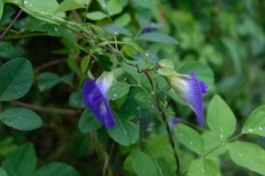 Two shankapushpi flowers in sunlight