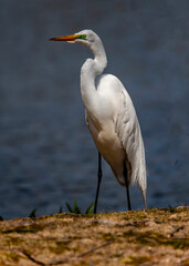 Great Egret along the shore of a lake.