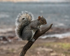 Sitting Squirrel