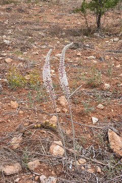 Urginea Maritima