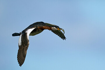 Red-necked grebe (Podiceps grisegena)