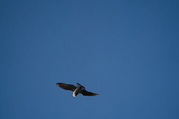 Adult Laughing Gull, Larus atricilla in flight