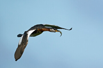 Red-necked grebe (Podiceps grisegena)