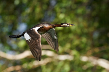 Red-necked grebe (Podiceps grisegena)
