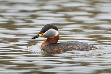 Red-necked grebe (Podiceps grisegena)