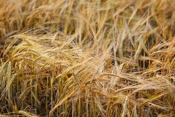 Wheat field. Ears of golden wheat. Beautiful Sunset Landscape. Background of ripening ears. Ripe cereal crop. close up