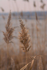 Fototapeta premium reeds on the lake
