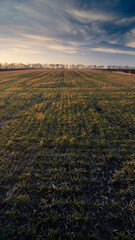 Fototapeta na wymiar Rural landscape. Sunset over the field in spring 