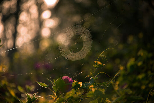 Spider web in the sunshine