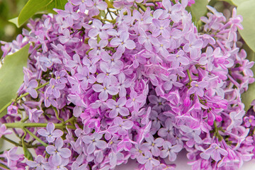 Closeup crop shot of blooming lilac branch. Purple spring flowers wallpaper