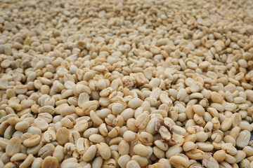 close up raw yellow coffee beans  