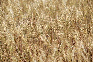 golden wheat field in summer