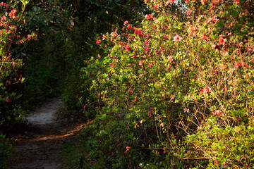 Fototapeta na wymiar Trail framed by blooming azaleas in Ravine Gardens state park