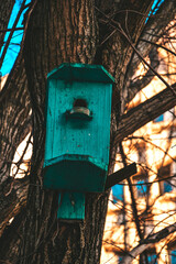 Turquoise birdhouse on a tree against the blue sky. Spring. Birdsong in nature.
